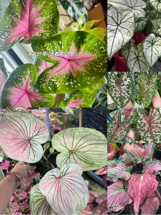 【新疆包邮】彩叶竹芋盆栽彩色叶片高颜值观赏绿植四季常青好养活