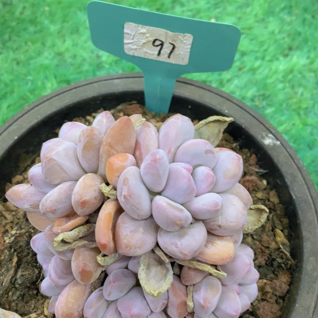 开心多肉，首播2场，一单包邮