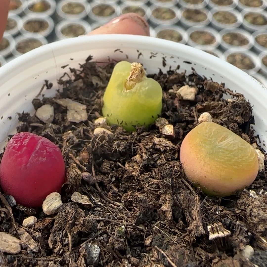 640带盆土三颗0000000