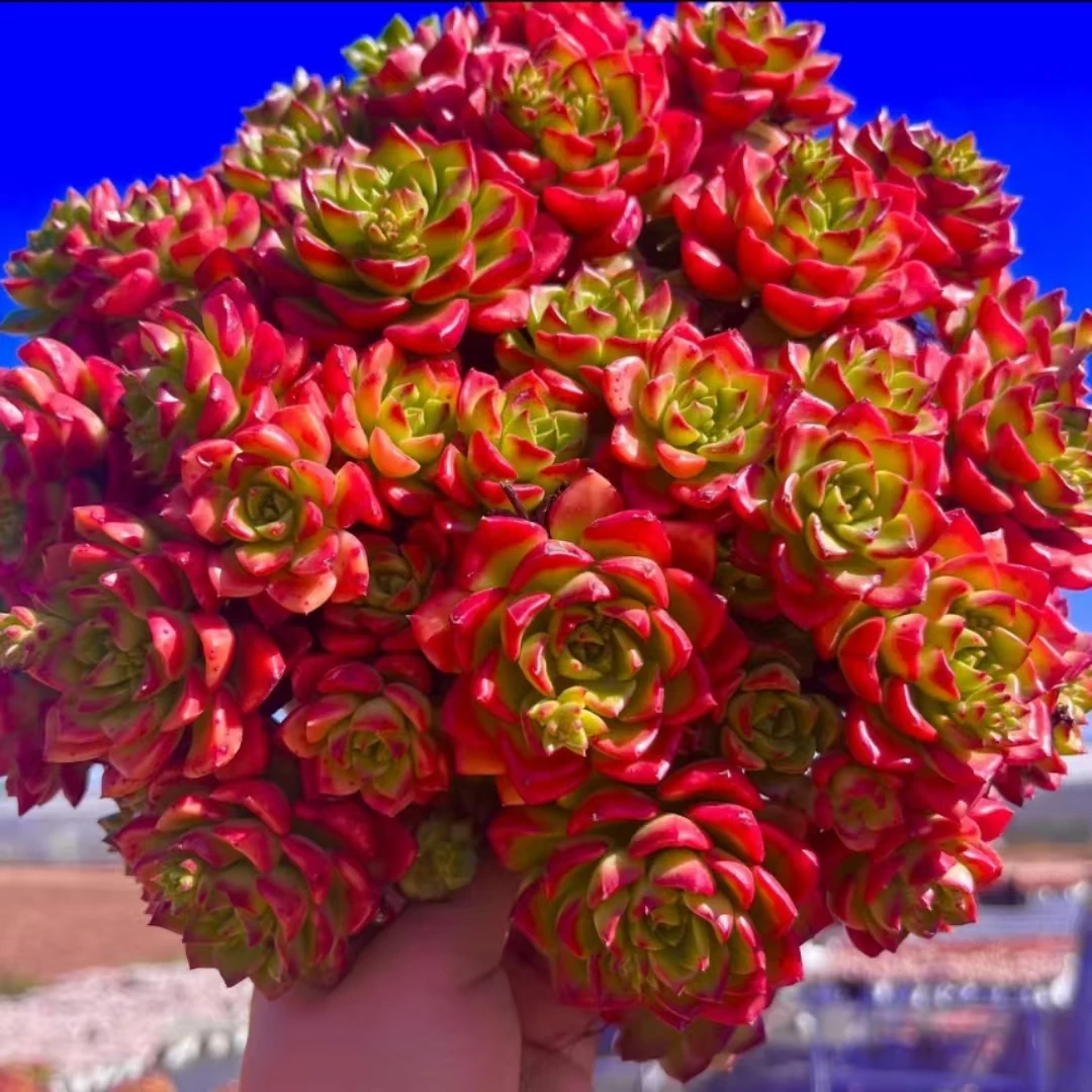 Y超大玫瑰蒂亚【年宵纳福】室内室外好养适合新手云南盆栽花卉基地
