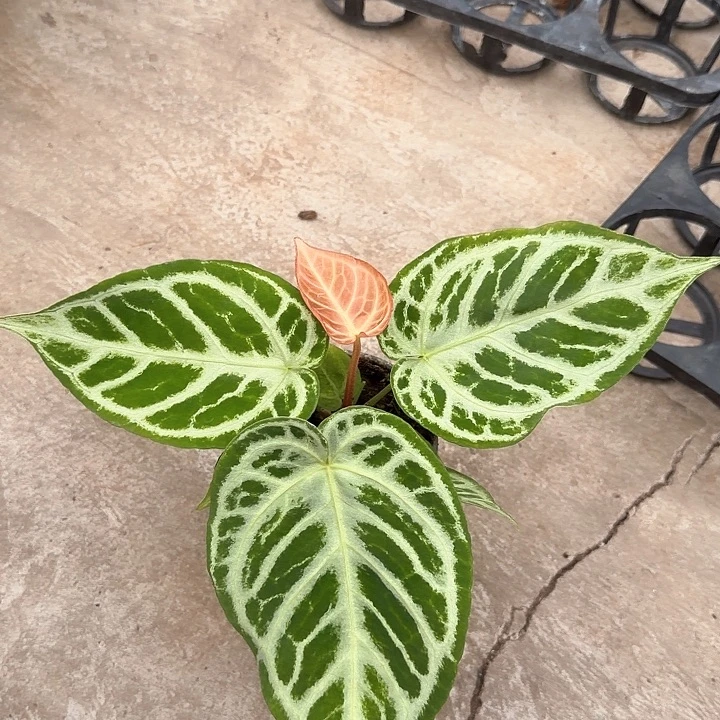 完全开放一物一拍N59