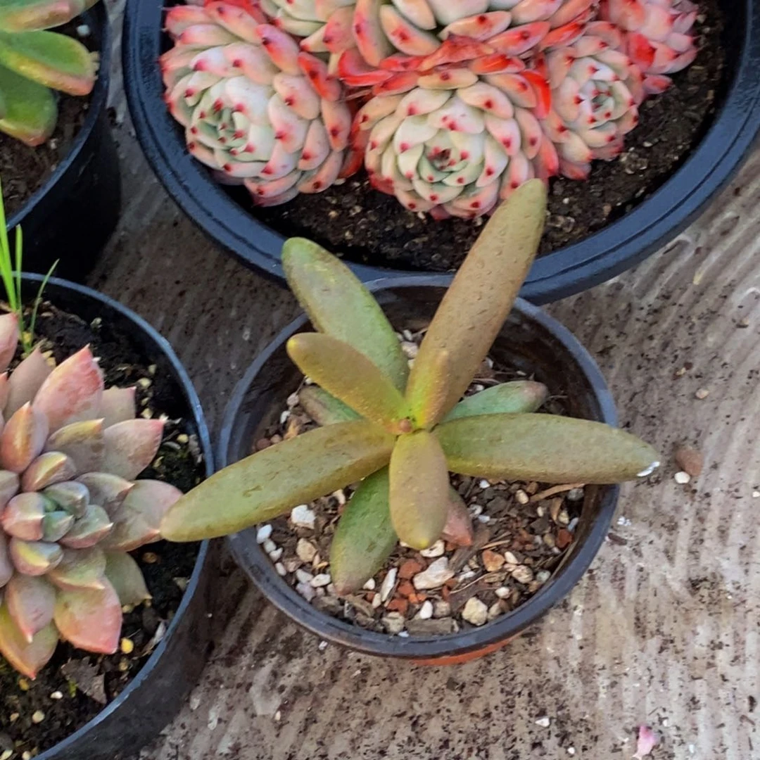 孙*娘48包邮一物一拍多肉