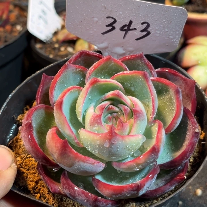 玫瑰惊鸿一物一拍包装收缩花旱343