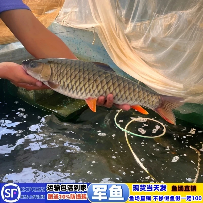 军鱼淡水养鱼食用黄娟鱼青竹鲩鱼河石坚鱼倒刺鲅鱼