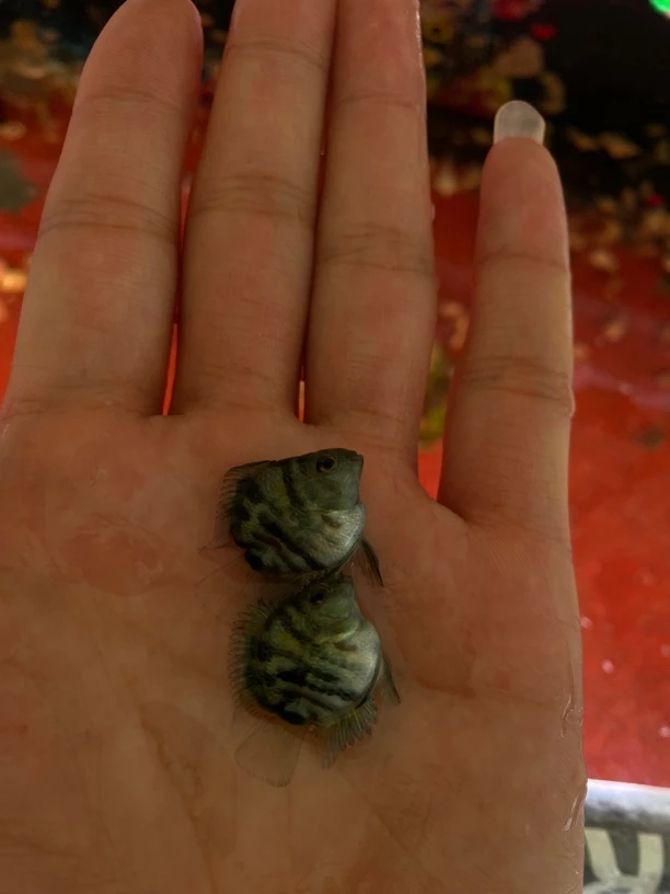 不分公母 一百六条 宝蓝色迷你鹦鹉鱼