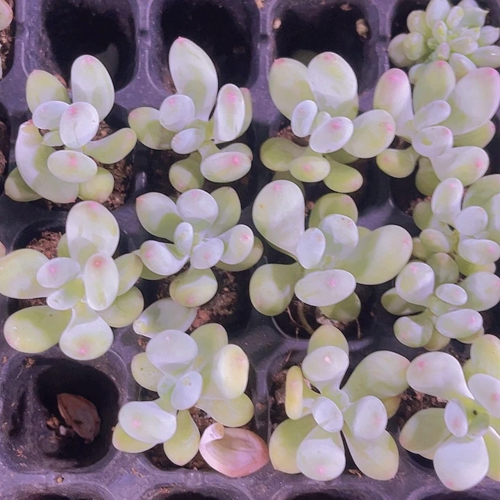 精品三代苹果奶多肉植物