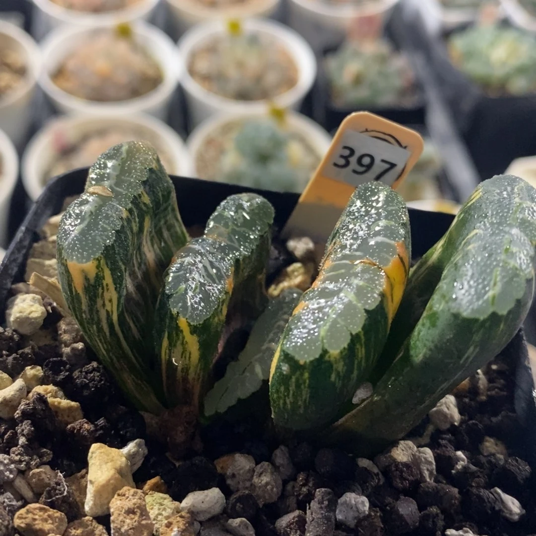 397赤斑玉扇十二卷多肉