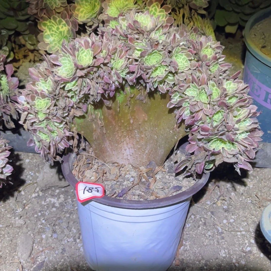 581多肉植物朝霞缀化