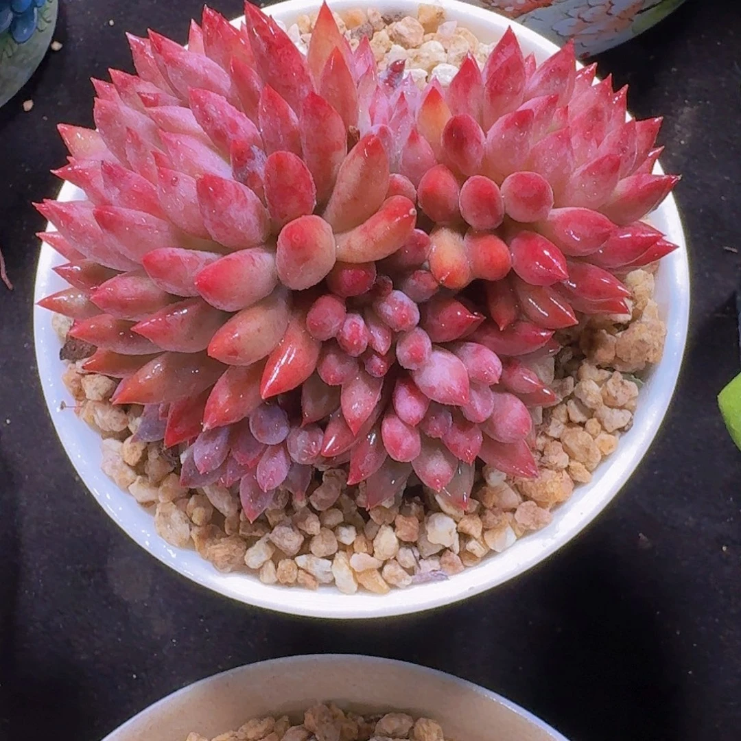 车厘子多肉一物一拍