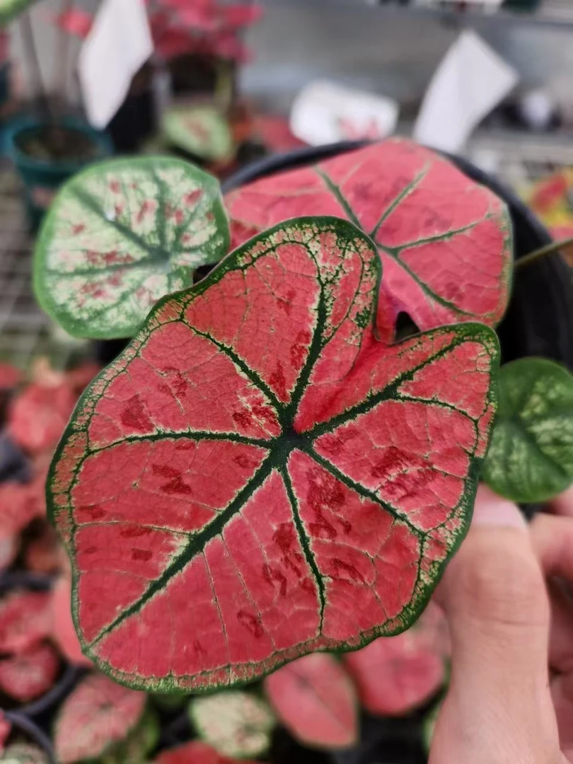 花都优选 彩叶芋 （云锦）