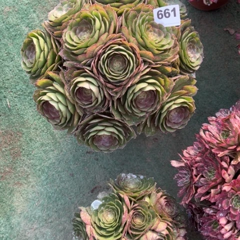 兰*(661沙拉碗朵朵多肉