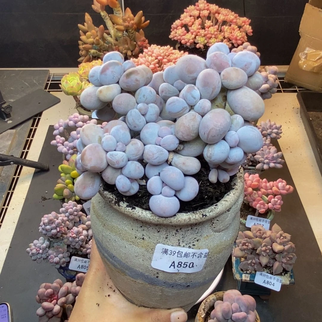 850芭比奶多肉14c m