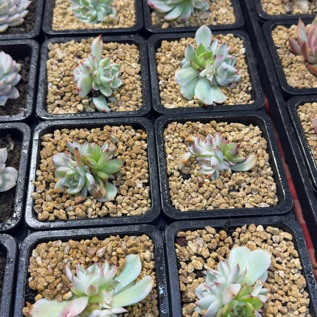 吉娃娃锦底座双头起发