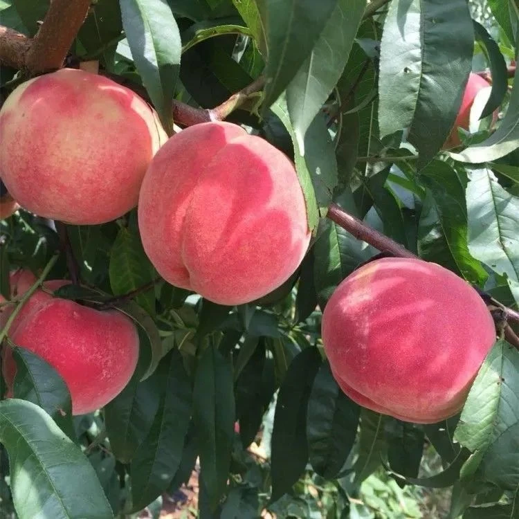 (阳光果园）嫁接五月红桃树苗大果耐寒盆栽地栽南北方种植