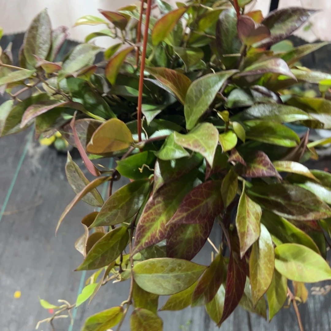 潇***洒无花朵苏奈球兰品种