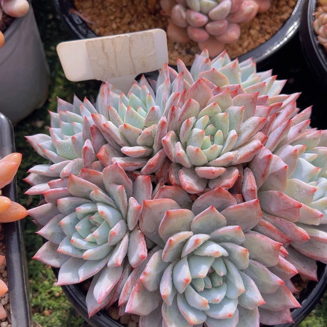 香玉的故事是一个人的故事吗