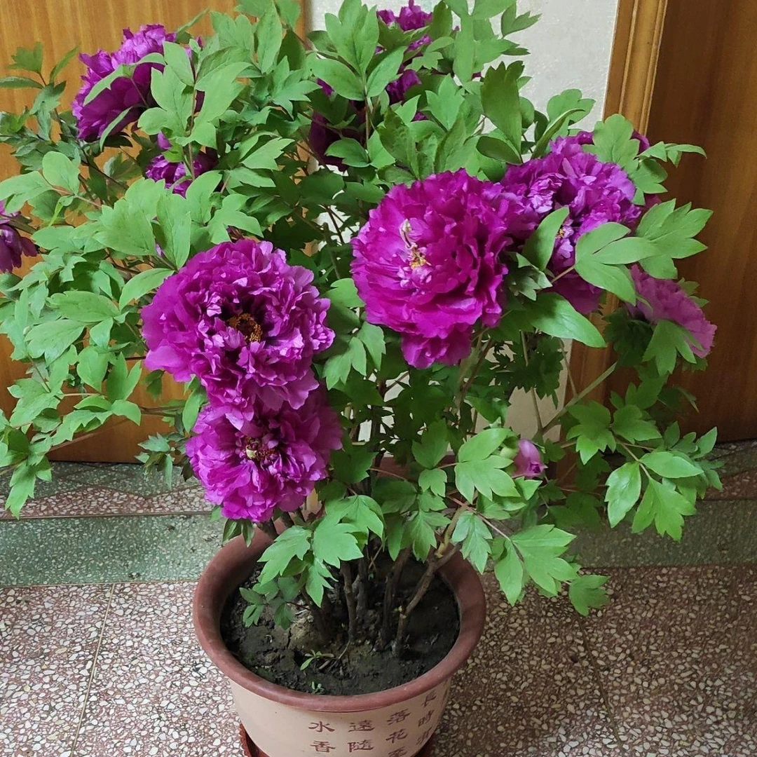 春节年宵花牡丹花苗老桩菏泽发货催花牡丹盆栽富贵牡丹花