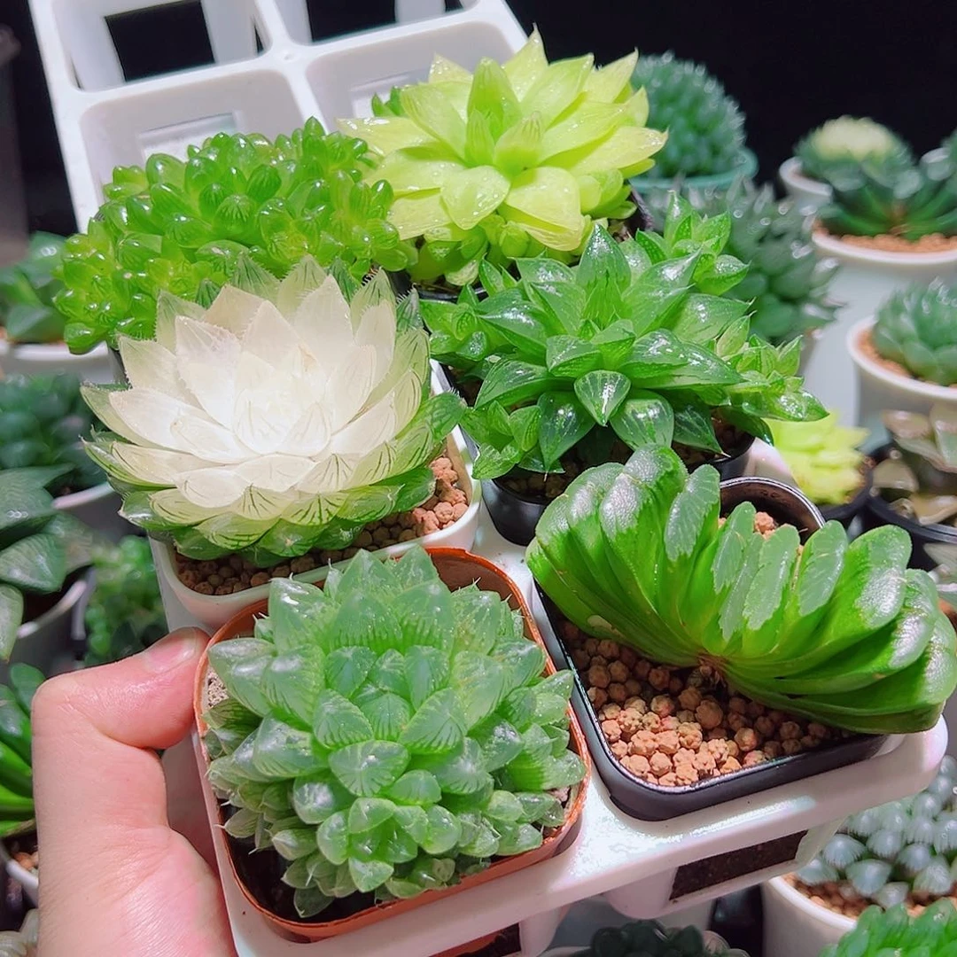 6件套多肉多肉多肉多肉