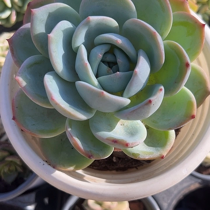 大单头凤橙多肉植物精品