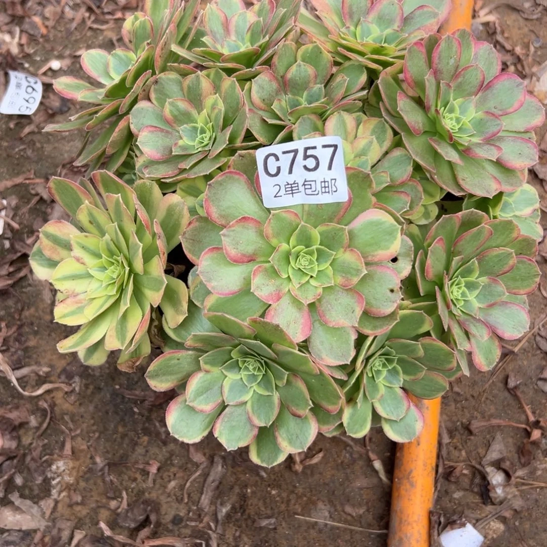 757多肉   奶白不包断头