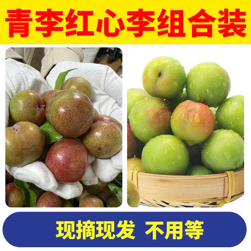 【组合双拼装】广东三月李三华李青李子三华李脆爽新鲜采摘应季水果