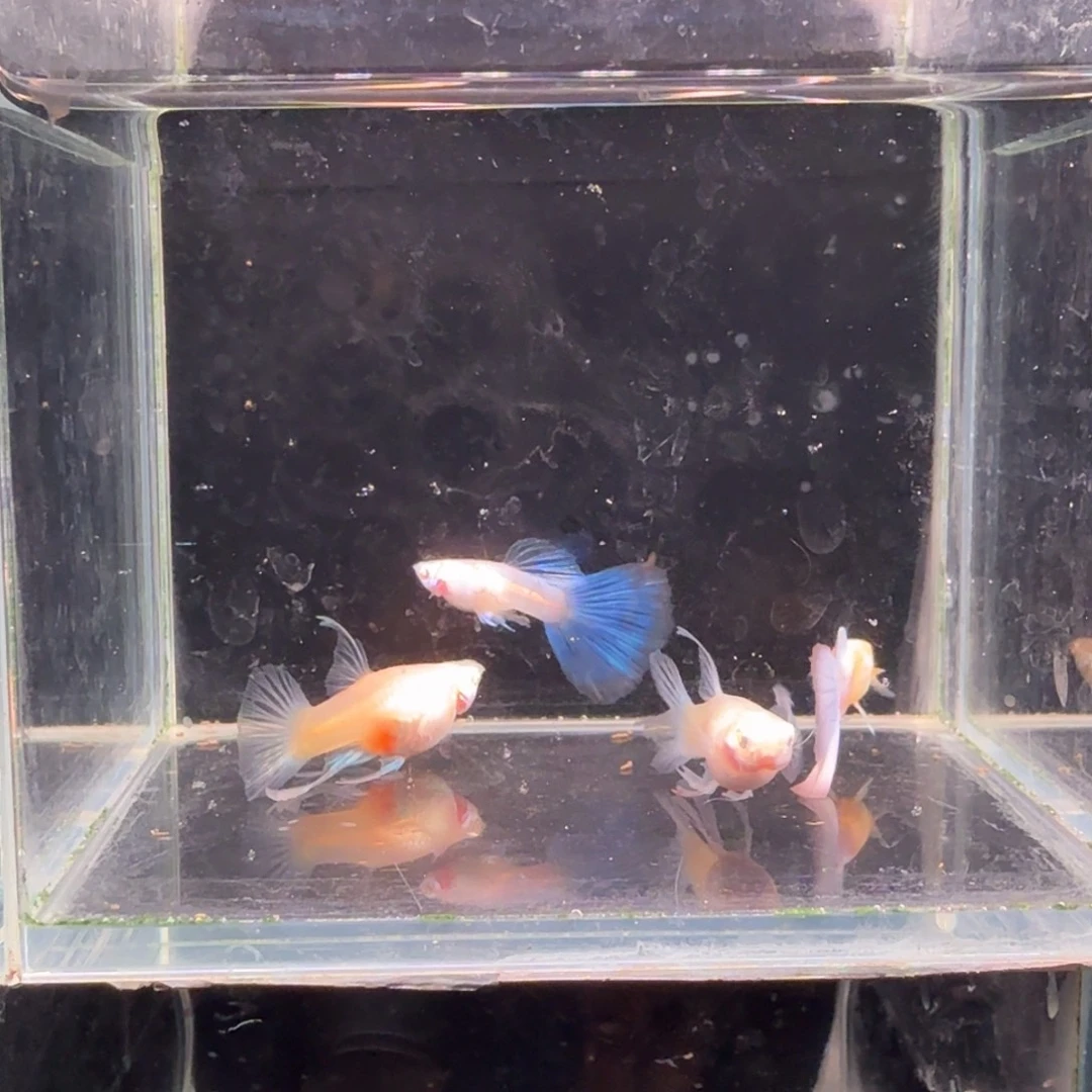 孔雀鱼蓝白大C2对