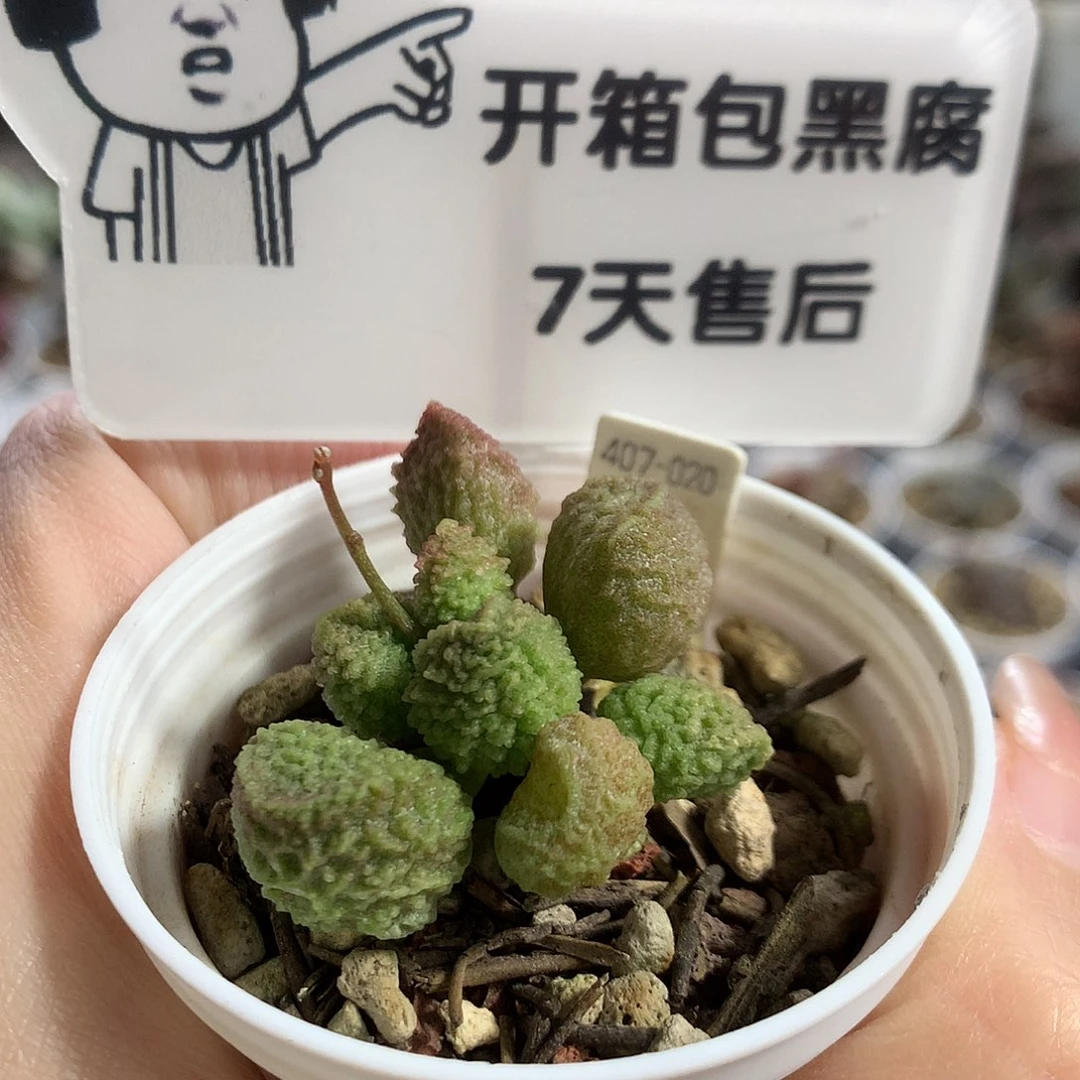 C007 优选种播实生