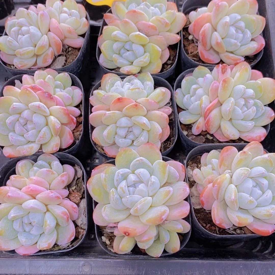 1202-27-雪媚娘双头一个