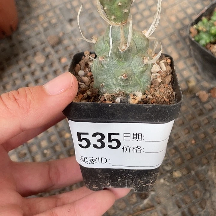 535仙人球开花植物
