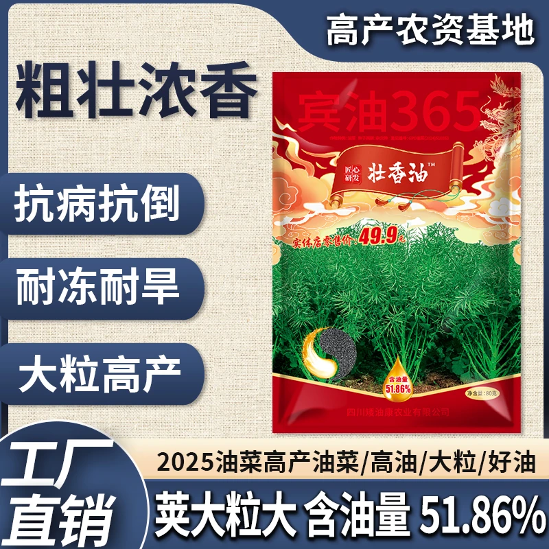壮香油高产杂交油菜种子宾油365油菜籽早熟矮杆高产榨油大油菜