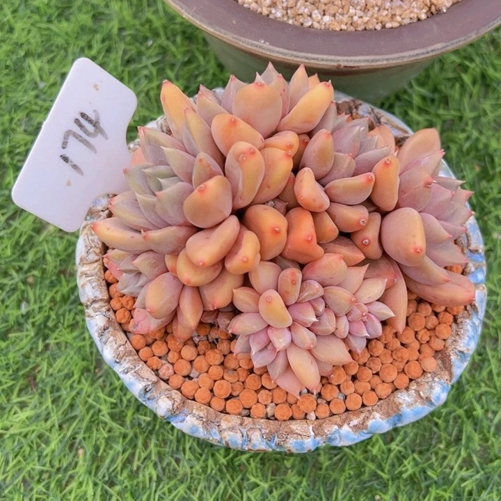 健健康康平平安安