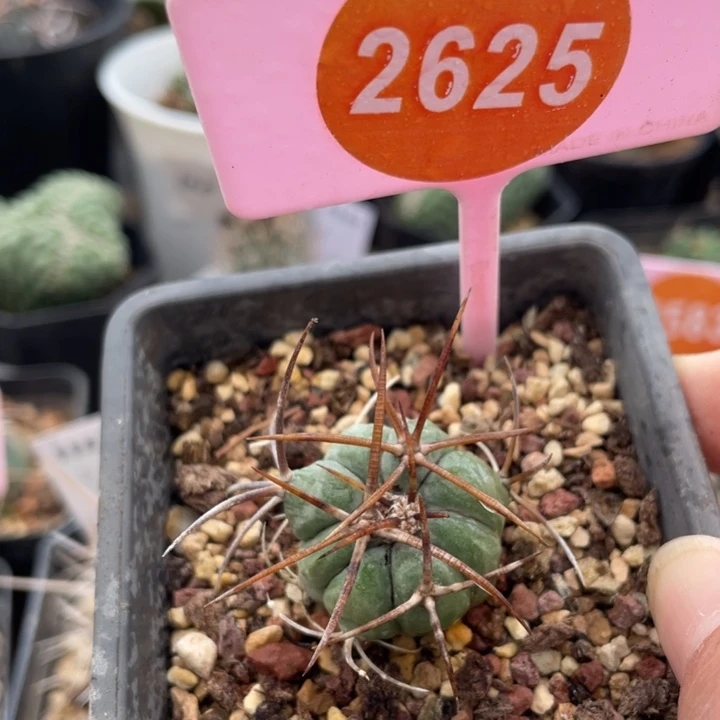 实生平丸26252625