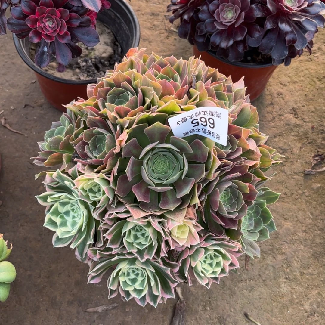 665雨花石阴阳多肉植物法师