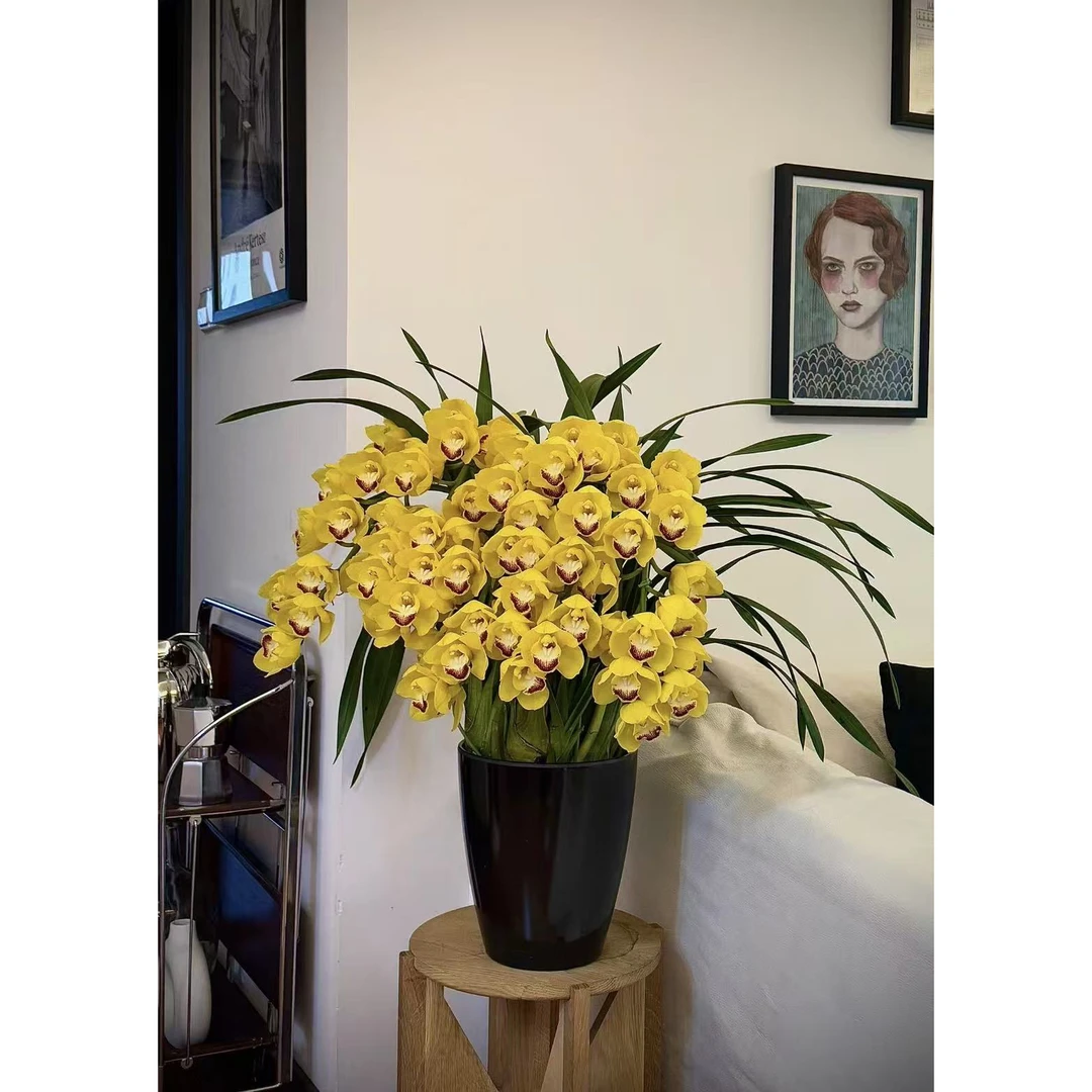 （基地直发）黄金岁月大花蕙兰盆栽