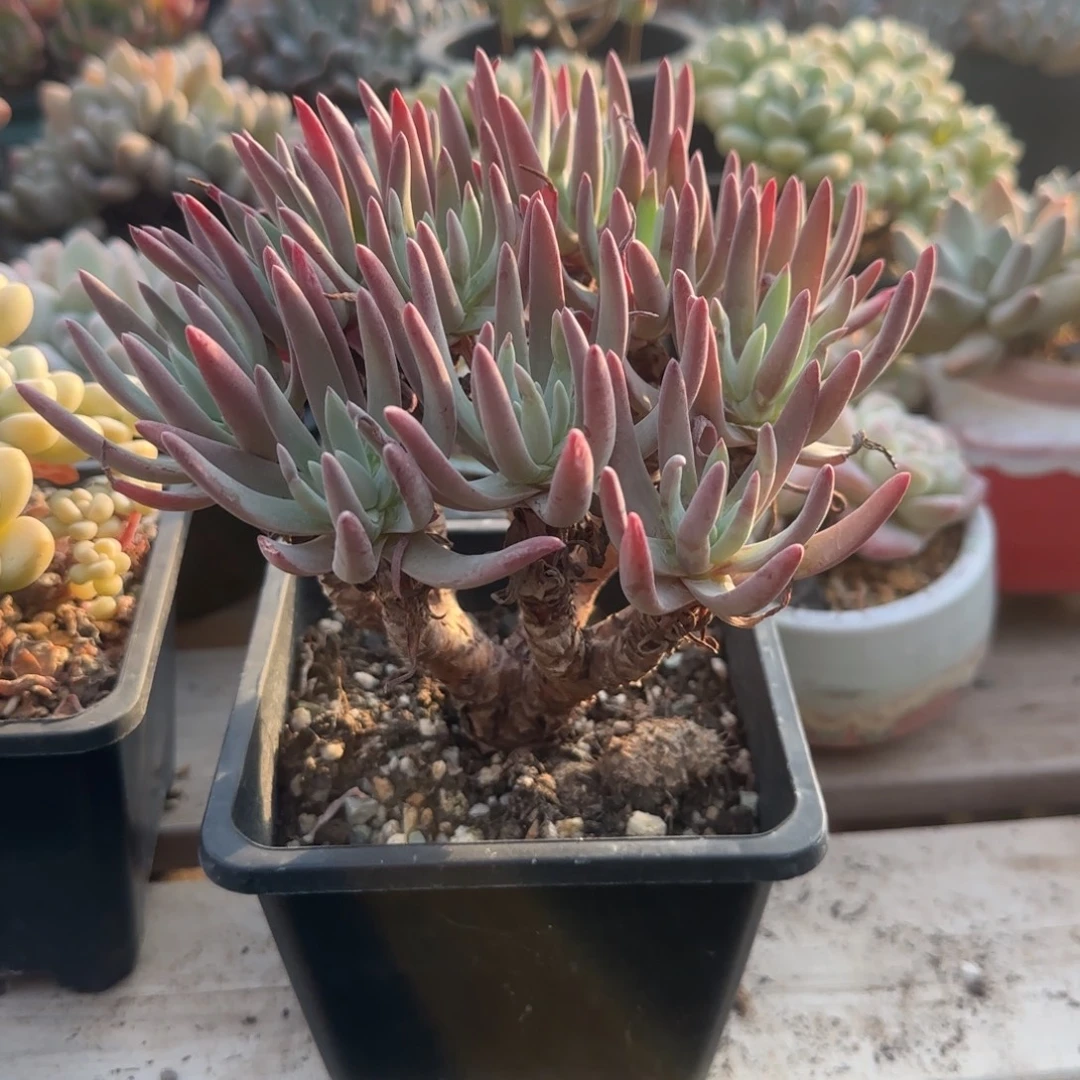 爱杜丽斯老桩多肉五十包邮