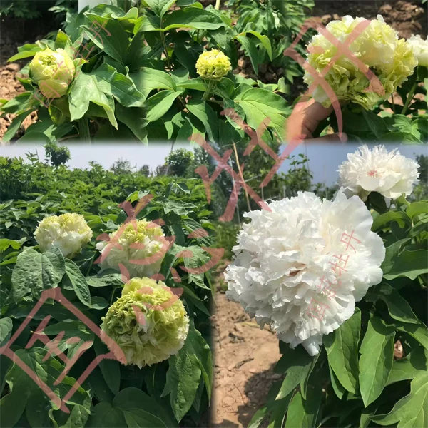 【春柳】绿色系牡丹鲜花先发肥料秋季发苗花卉牡丹花花卉盆栽带花苞