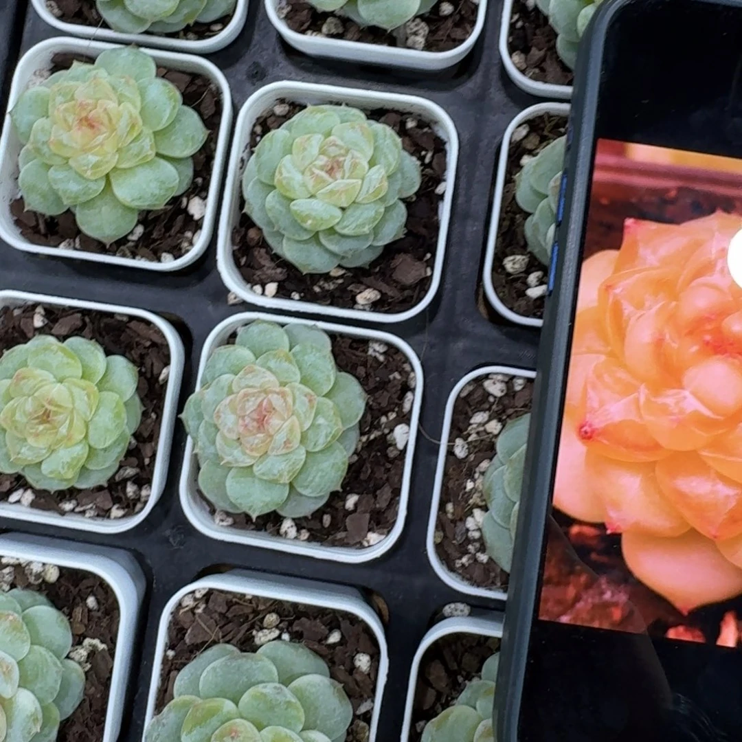 1021-27-白钻单头量拍