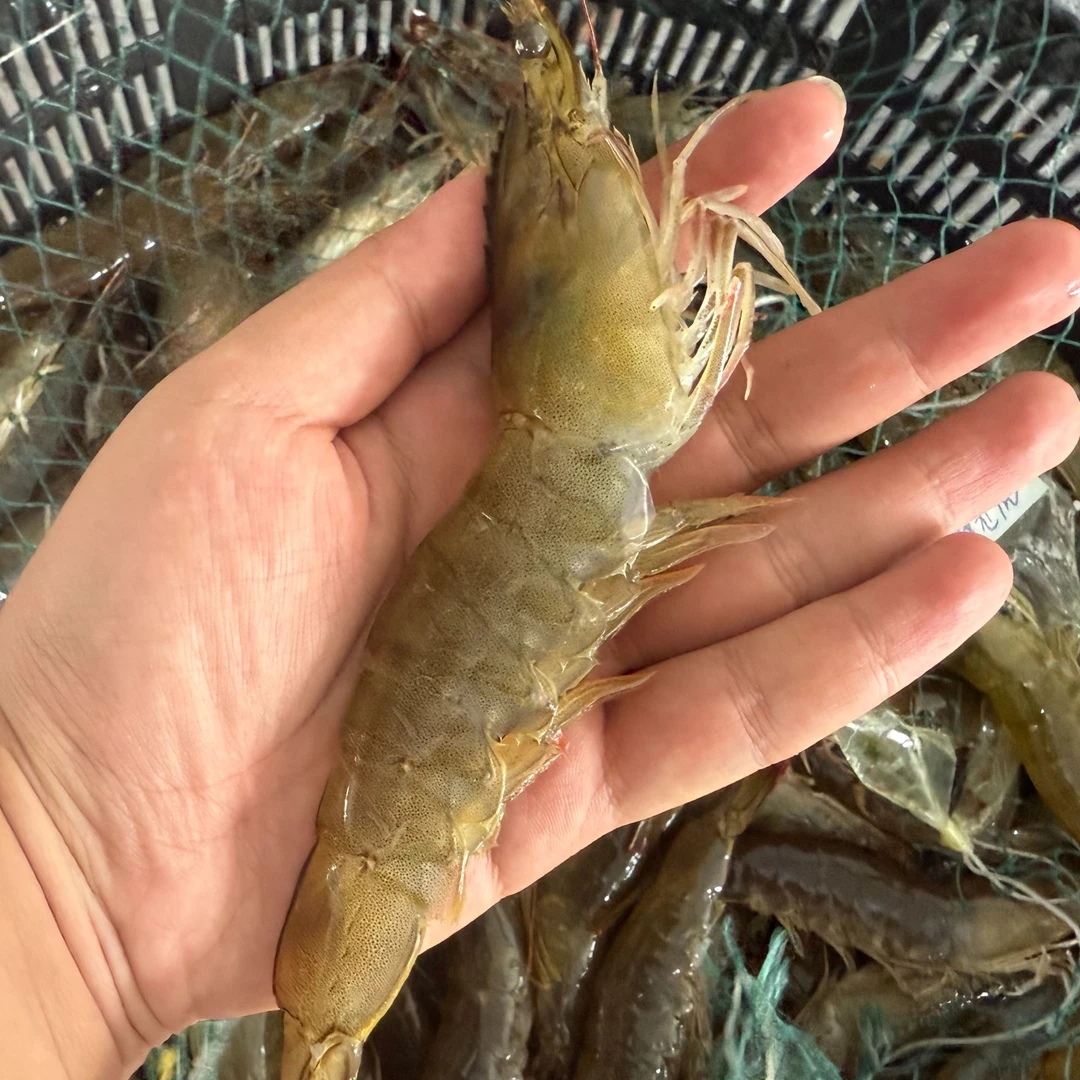 丹东东港10-11个头鲜活海水白虾 【内塘虾】 3斤 【保鲜不保活】