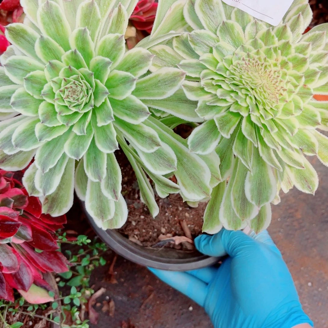 多肉植物109碧浪