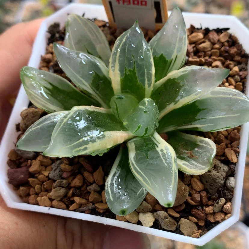 【闪购商品】62西瓜变异