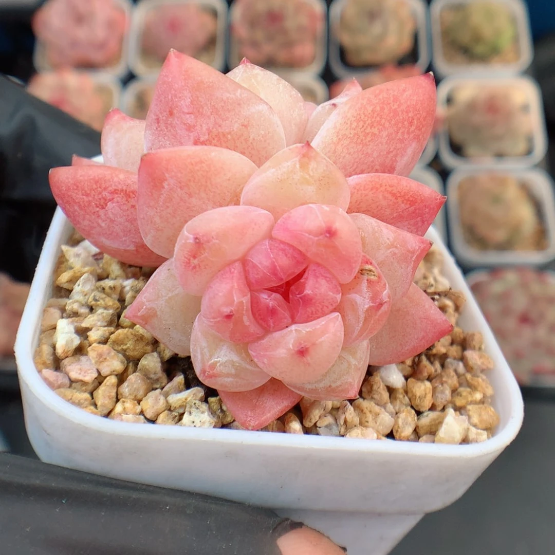 多肉植物。 糖心53