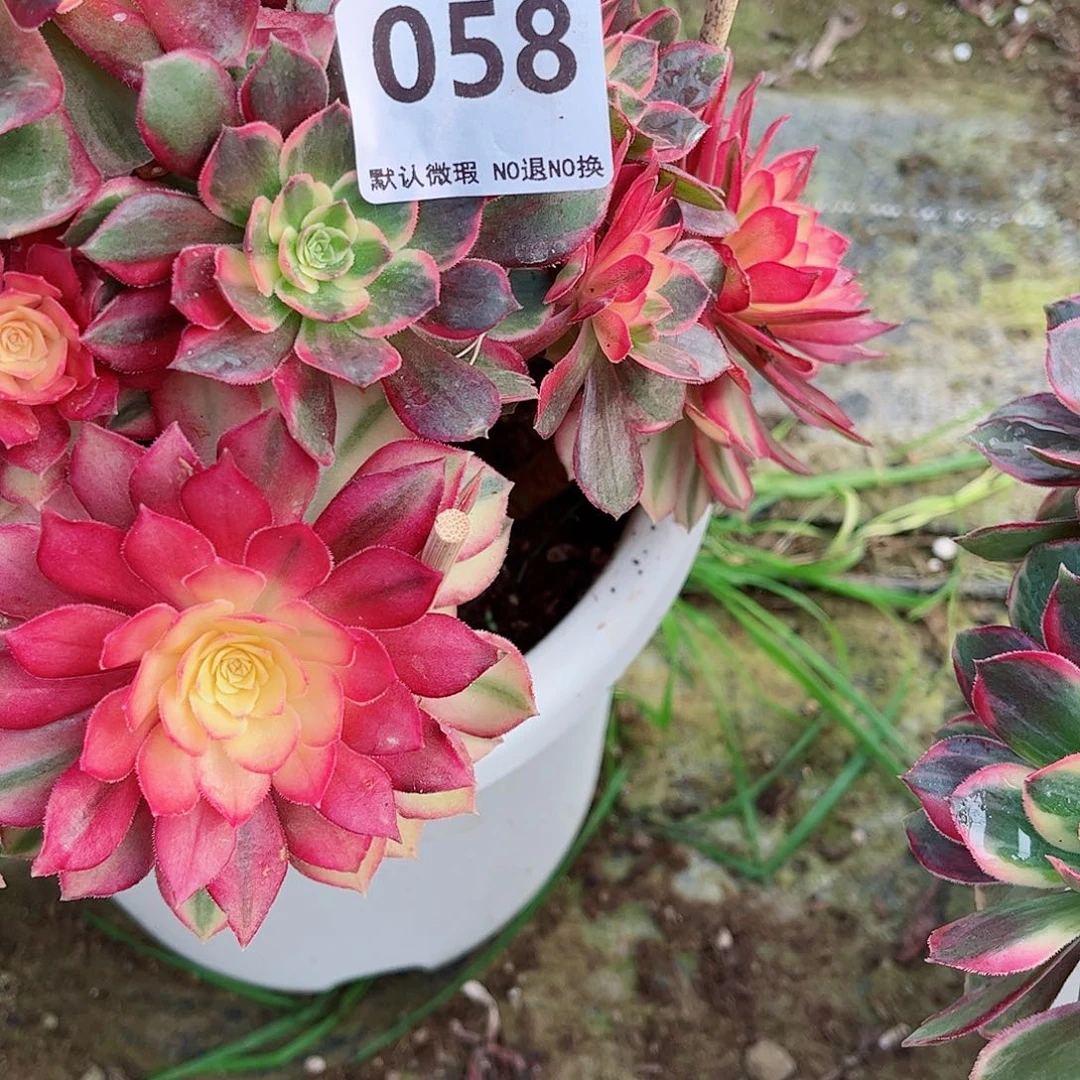 无花朵敏*辉多肉植物中奖