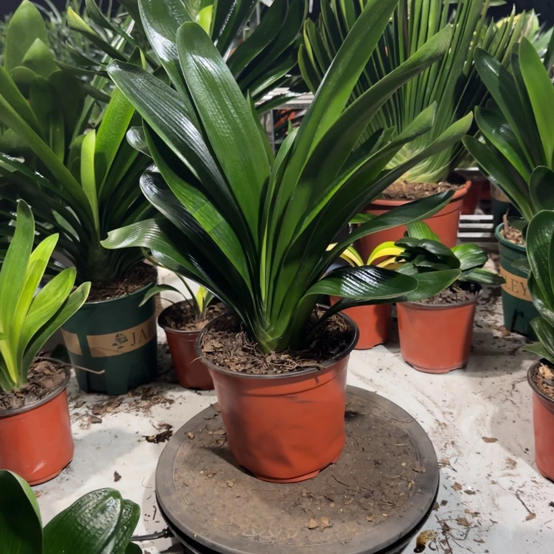 完全开放一物一拍