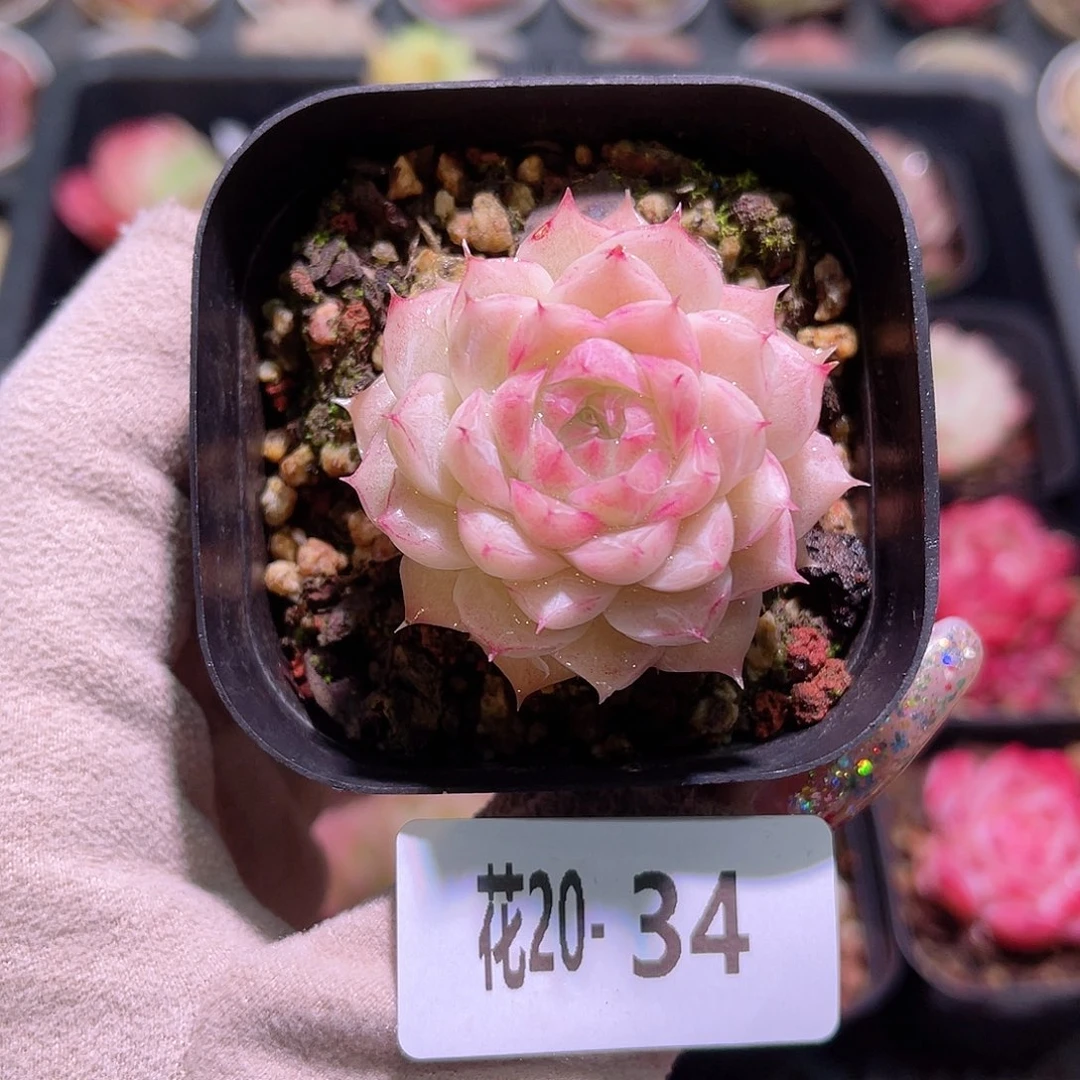 花利美20-34清浅女王