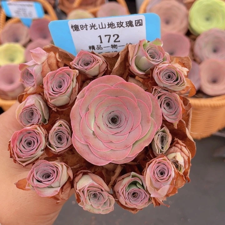 山地玫瑰172裸根发货不售后