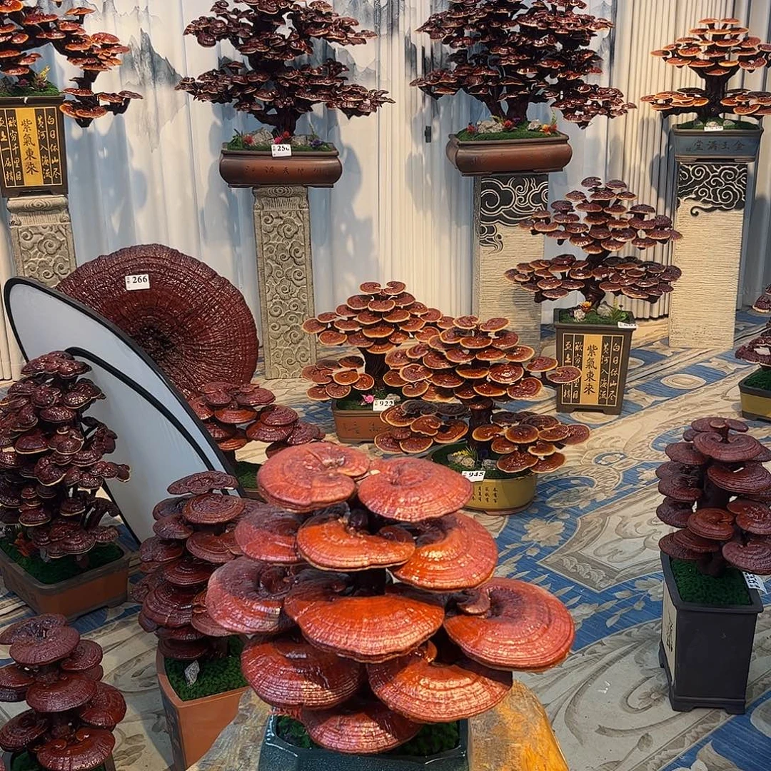 无花朵88888888888