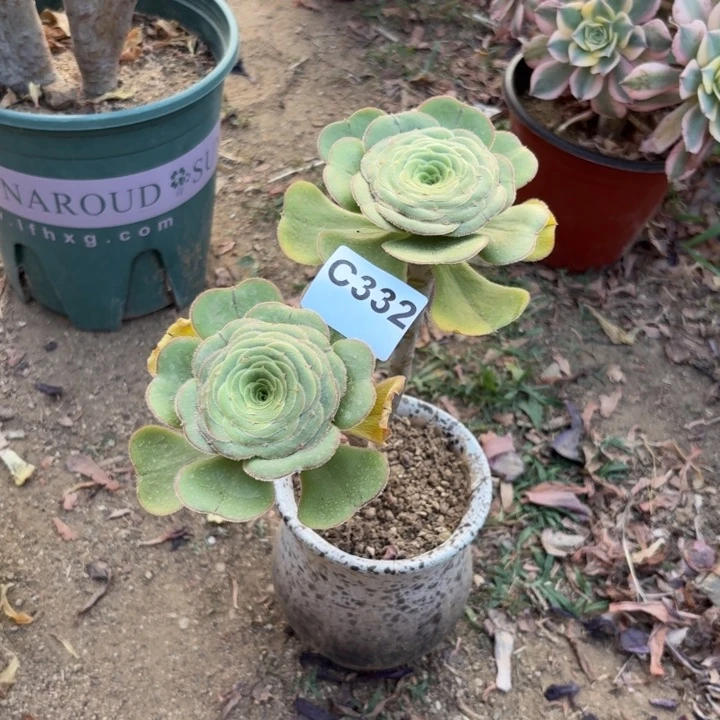 柯*君美丽多肉植物不包损332