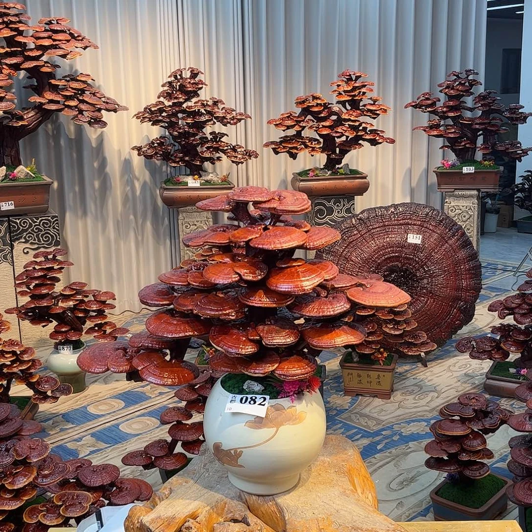 无花朵88888888888888