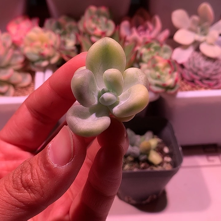 橙雪球锦锦锦锦锦