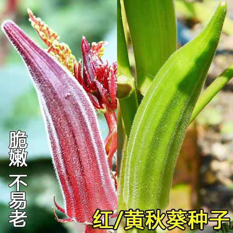 黄秋葵种子红秋葵种籽春播种植家庭蔬菜耐热耐旱阳台盆栽秋葵种孑